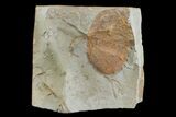 Paleocene Fossil Leaf (Zizyphoides) - Montana #165011-1